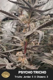 Psycho Tricho Feminized Cannabis Seeds - Seedlys