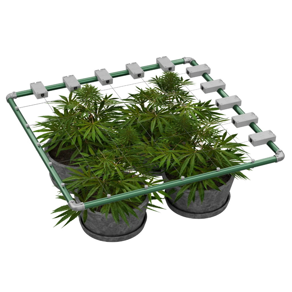 Psycho Tricho Feminized Seeds - SCROG System