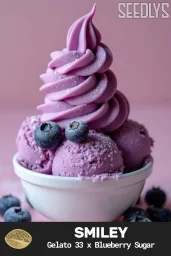 Smiley Feminized Cannabis Seeds - Gelato 33 x Blueberry Sugar