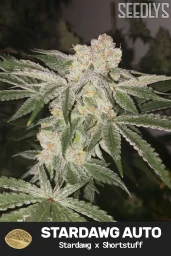 Stardawg Autoflower Cannabis Seeds - Seedlys