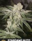 Stardawg Autoflower Cannabis Seeds - Seedlys