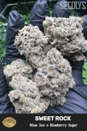 Sweet Rock Feminized Cannabis Seeds - Seedlys