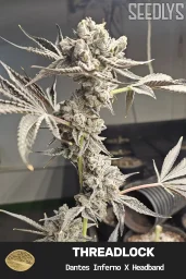 ThreadLock Feminized Cannabis Seeds - Seedlys
