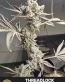 ThreadLock Feminized Cannabis Seeds - Seedlys