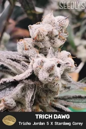 Trich Dawg Feminized Seeds - Seedlys