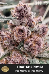 Trop Cherry S1 Feminized Seeds - Seedlys