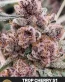 Trop Cherry S1 Feminized Seeds - Seedlys