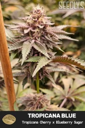 Tropicana Blue Feminized Cannabis Seeds - Seedlys