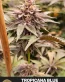Tropicana Blue Feminized Cannabis Seeds - Seedlys