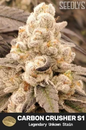 Carbon Crusher S1 Feminized Cannabis Seeds - Seedlys Seed Bank