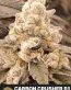 Carbon Crusher S1 Feminized Cannabis Seeds - Seedlys Seed Bank
