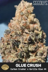 Glue Crush Feminized Cannabis Seeds