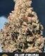 Glue Crush Feminized Cannabis Seeds