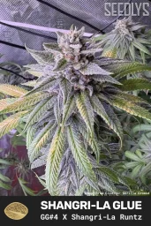 Shangri-La Glue Feminized Seeds - GG#4 x Shangri-La Runtz - Seedlys