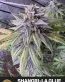Shangri-La Glue Feminized Seeds - GG#4 x Shangri-La Runtz - Seedlys