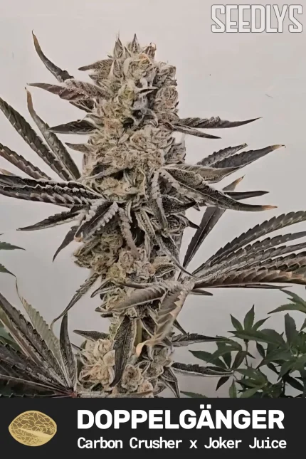 Doppelgänger Feminized Seeds