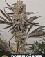 Doppelgänger Feminized Seeds