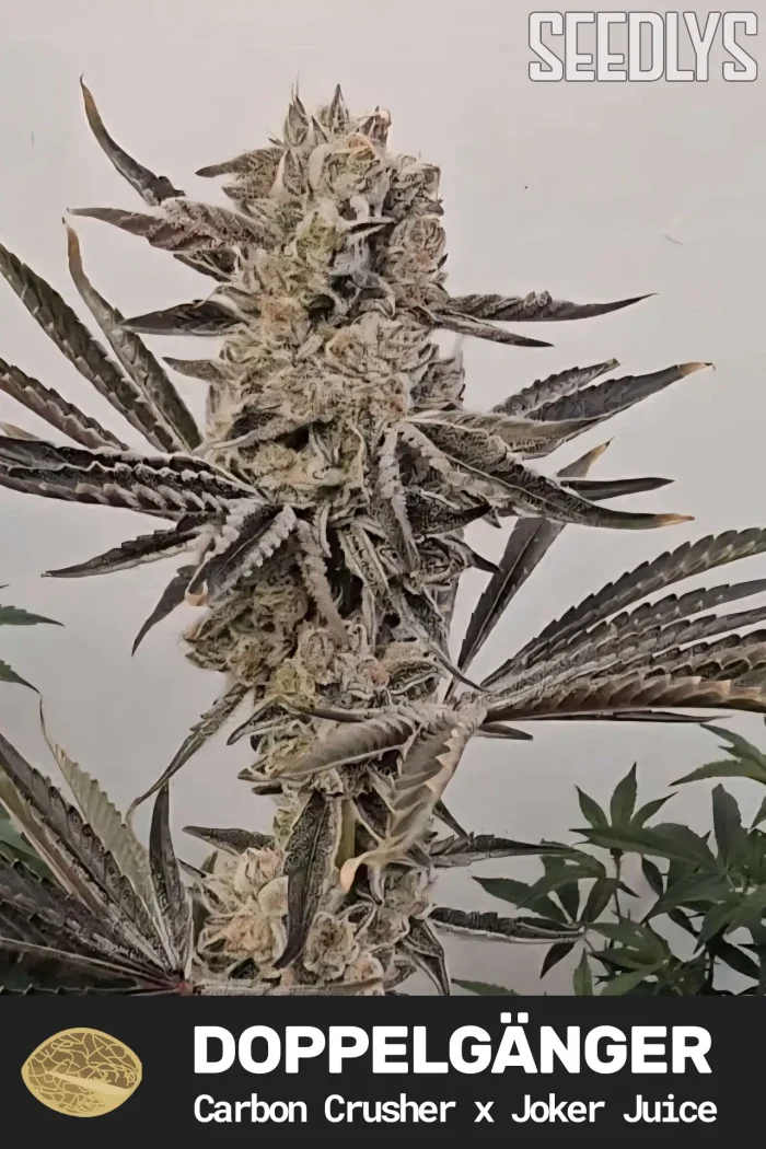 Doppelgänger Feminized Seeds