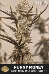 Funney Money Feminized Seeds