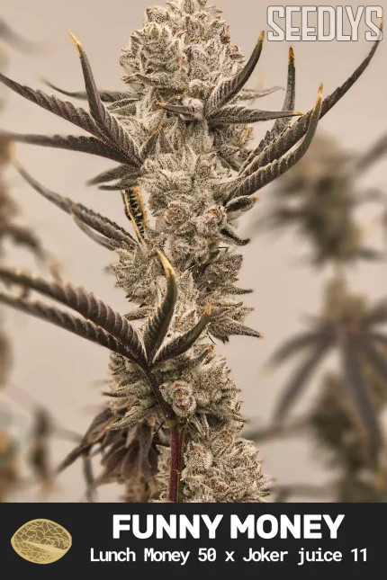 Funney Money Feminized Seeds
