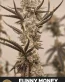 Funney Money Feminized Seeds