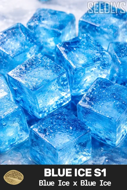 Blue Ice S1 Feminized Seeds