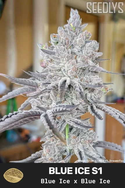 Blue Ice S1 Feminized Seeds - Seedlys USA