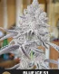 Blue Ice S1 Feminized Seeds - Seedlys USA