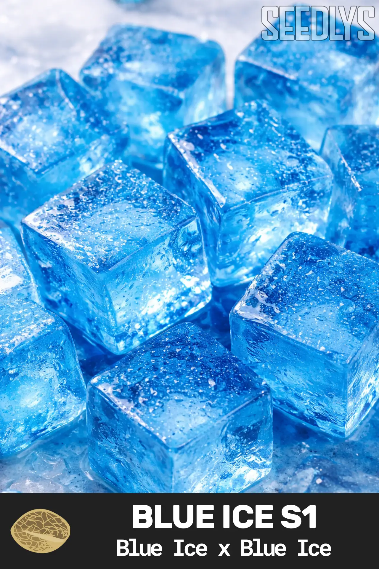 Blue Ice S1 Feminized Seeds Blue Ice S1 Feminized Seeds