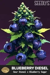 Blueberry Diesel Feminized Seeds - Seedlys USA - Best Seed Bank