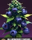 Blueberry Diesel Feminized Seeds - Seedlys USA - Best Seed Bank