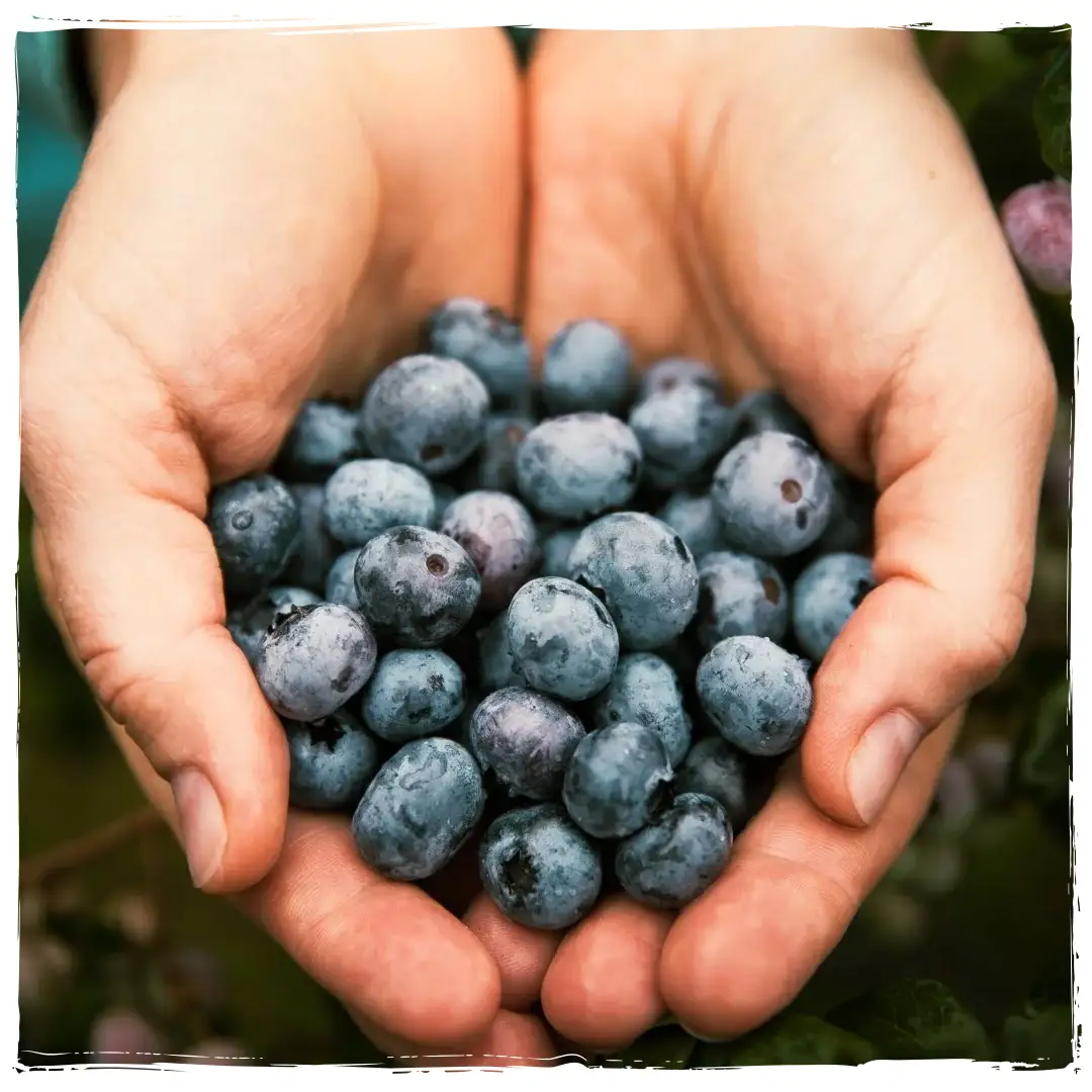 Blueberry Diesel Feminized Seeds - Seedlys USA