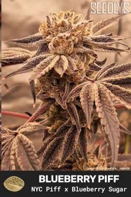 Blueberry Piff Feminized Seeds - New York City Piff x Blueberry Sugar | Seedlys