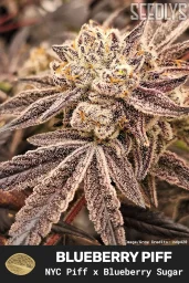 Blueberry Piff Feminized Seeds - New York City Piff x Blueberry Sugar | Seedlys