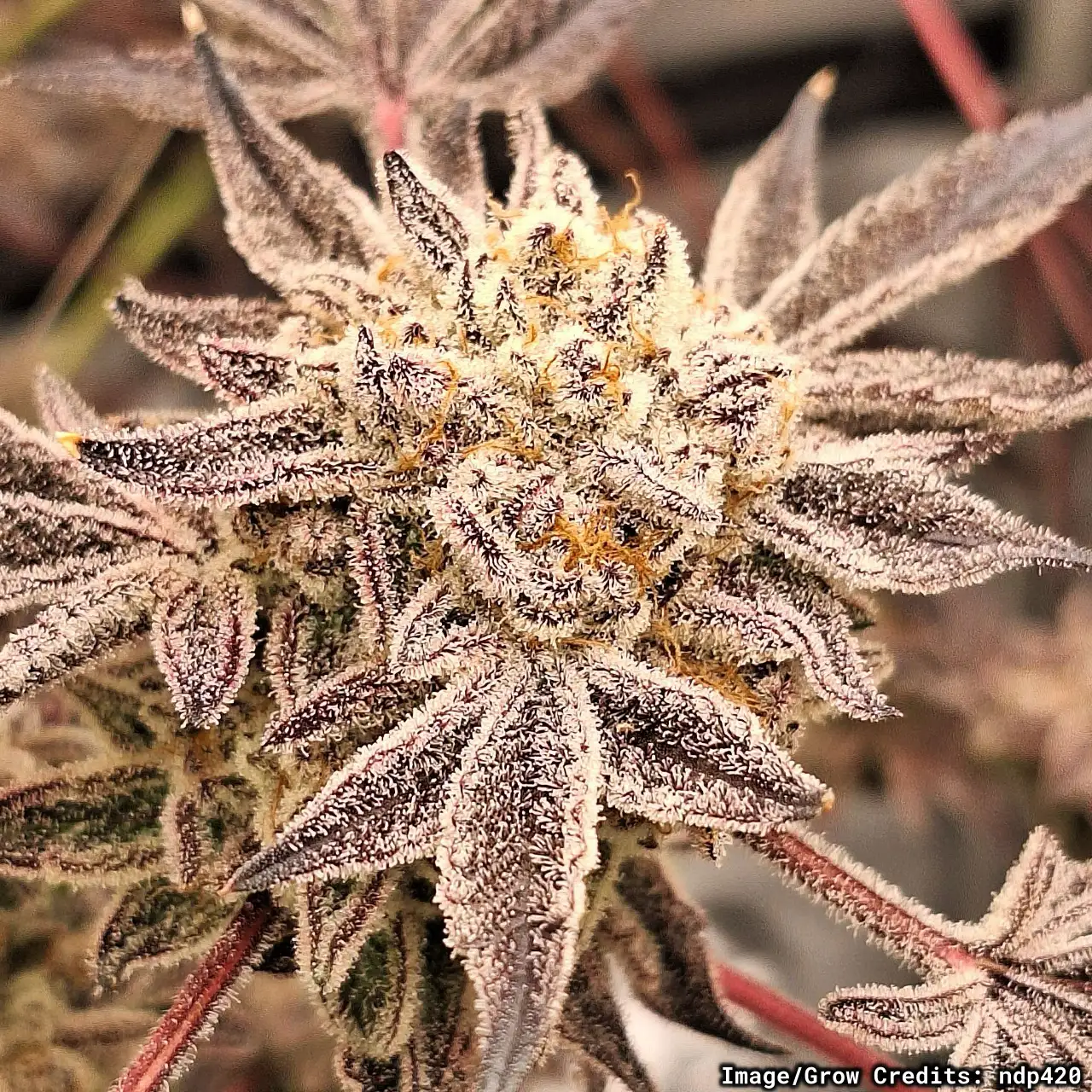 Blueberry MAC Feminized Seeds - Blueberry Sugar x MAC 1 | Seedlys