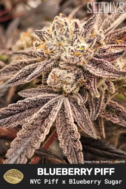 Blueberry Piff Feminized Seeds - New York City Piff x Blueberry Sugar | Seedlys