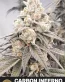 Carbon Inferno Feminized Seeds - Seedlys
