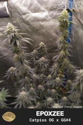 Epoxzee Feminized Seeds - Catpiss OG x Gorilla Glue #4 - Seedlys