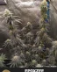 Epoxzee Feminized Seeds - Catpiss OG x Gorilla Glue #4 - Seedlys