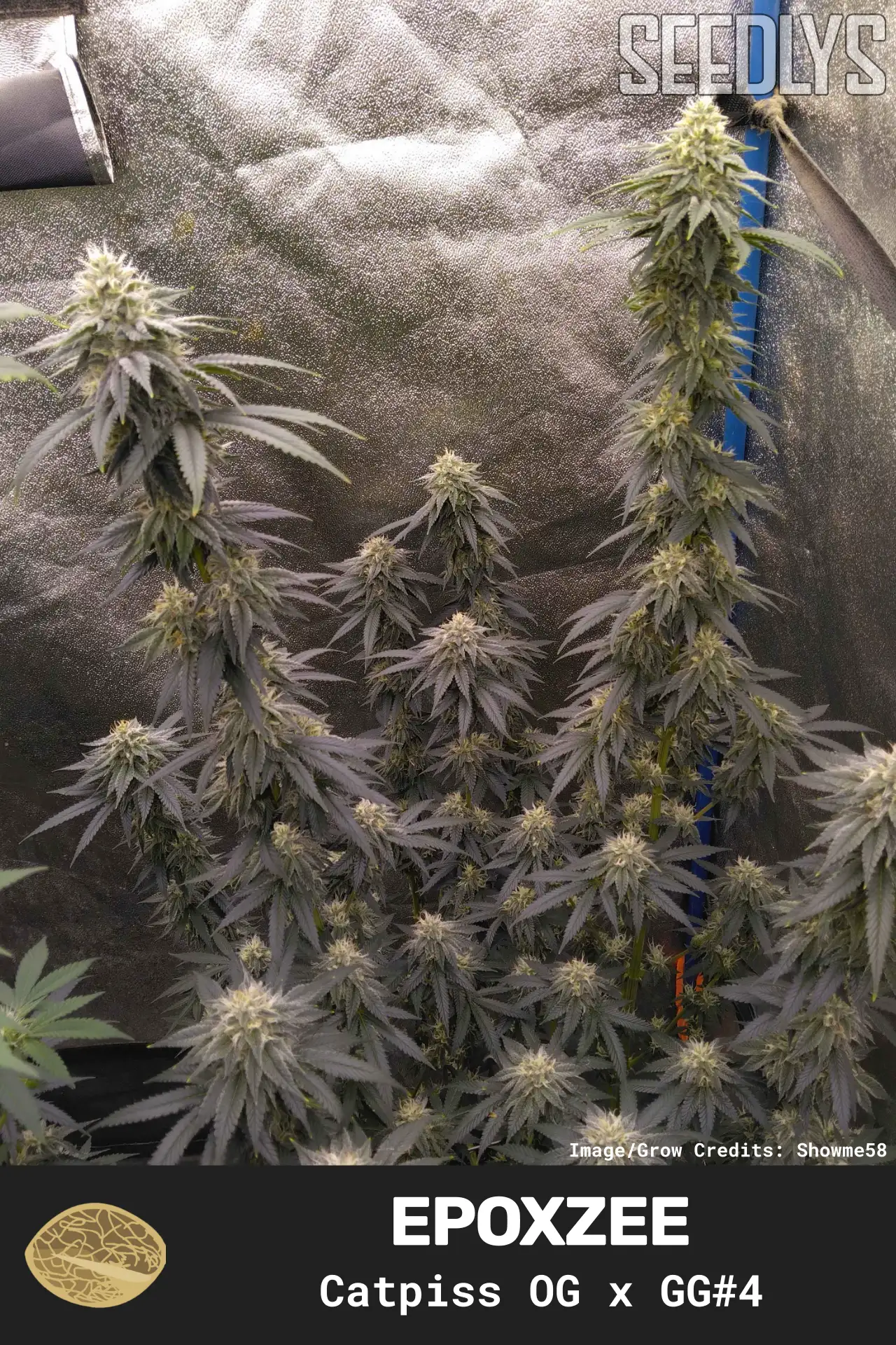 Epoxzee Feminized Seeds - Catpiss OG x Gorilla Glue #4 - Seedlys