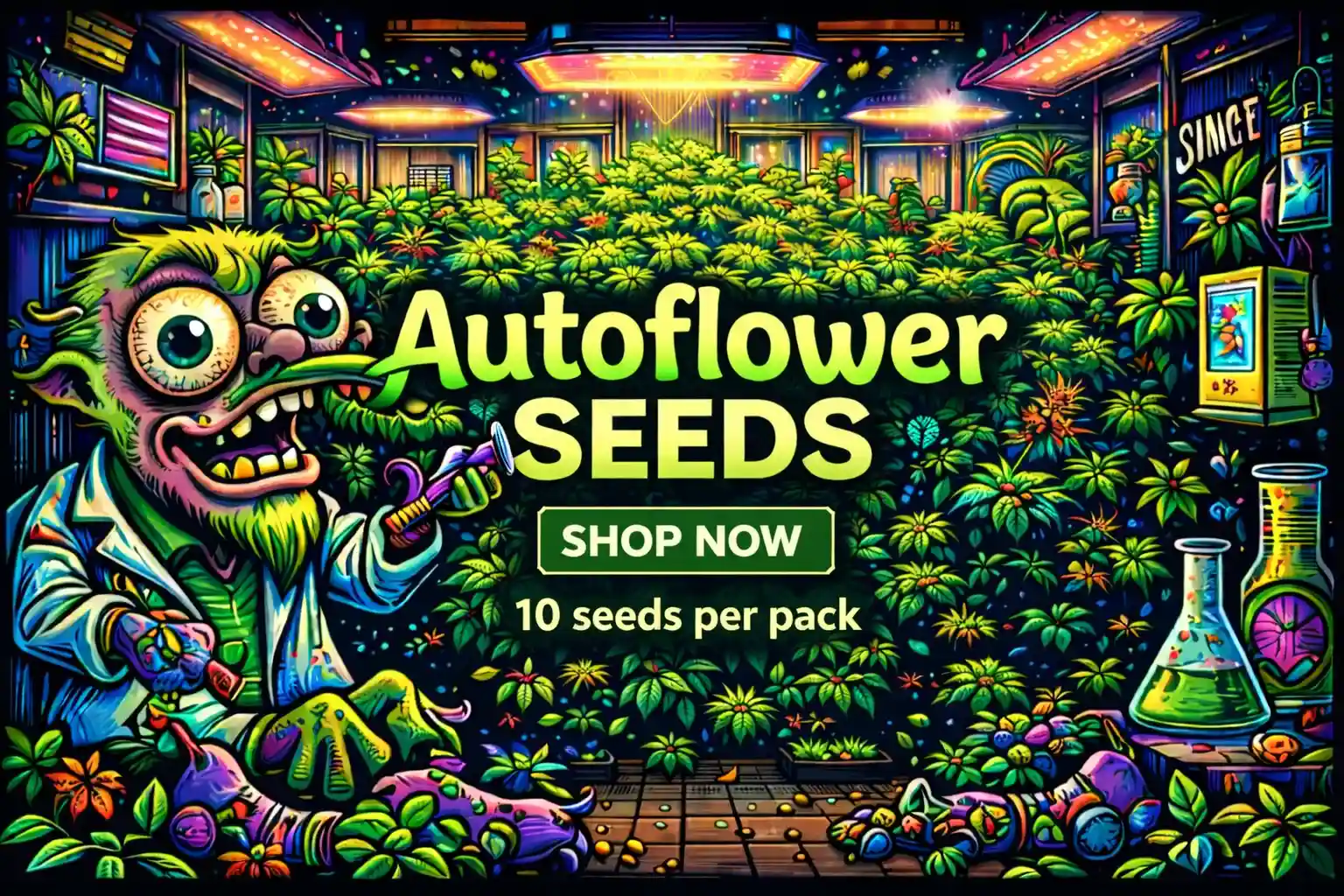 Autoflower Seeds For Sale - Buy Now - Seedlys