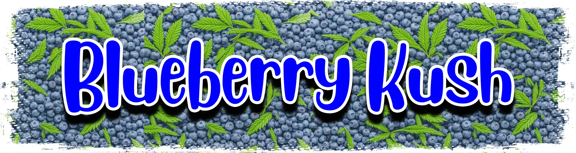 Blueberry Kush Feminized Cannabis Seeds