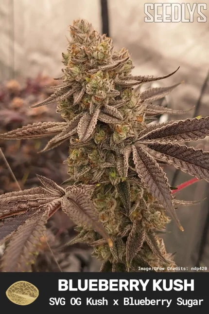 Blueberry Kush Feminized Seeds - SVG OG Kush x Blueberry Sugar | Seedlys