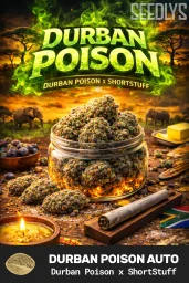 Durban Poison Autoflower Seeds - Seedlys