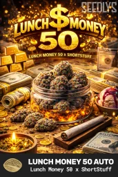 Lunch Money 50 Autoflower Seeds - Seedlys