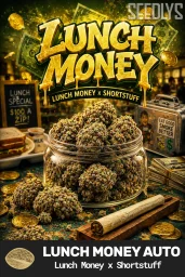 Lunch Money Autoflower Cannabis Seeds - Lunch Money x 3D Chem - Seedlys USA