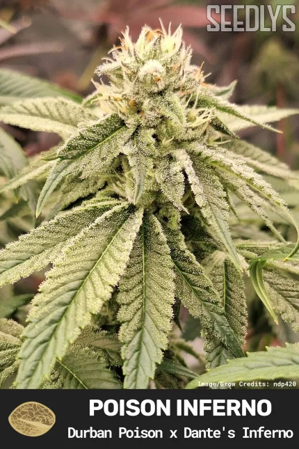 Poison Inferno Feminized Seeds - Durban Poison x Dante's Inferno - Seedlys