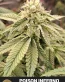 Poison Inferno Feminized Seeds - Durban Poison x Dante's Inferno - Seedlys