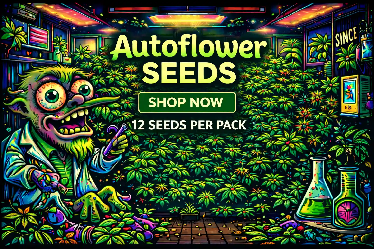 Autoflower Seeds For Sale - Buy Now - Seedlys