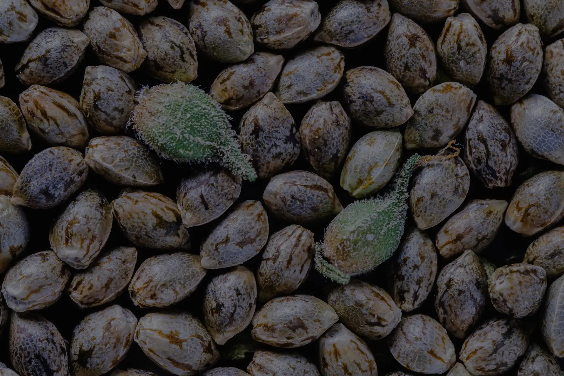 Cannabis Seeds